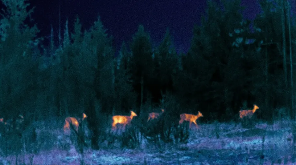 Thermal camera view of a forest at night with warm shapes of deer